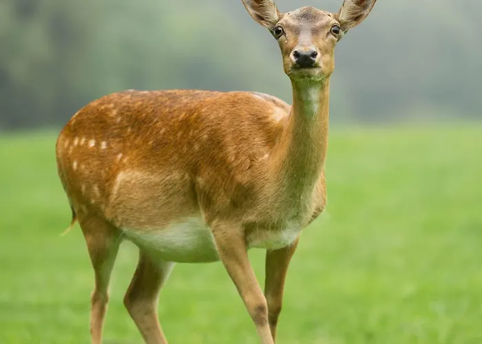 Pod Grebenom 3* Podcetrtek